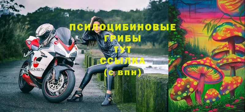 Галлюциногенные грибы Cubensis  купить наркотик  Олонец 